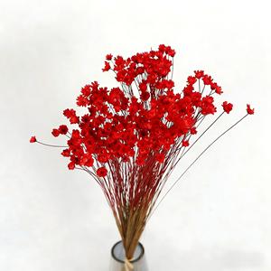 Mini Margherite Essiccate Brasiliane all'Ingrosso per Oggetti di Scena Fotografici, Decorazioni Nuziali e Creazioni in Resina - Fiori Selvatici Naturali - Product Image 6