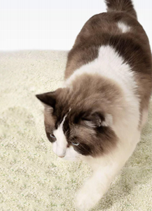 แป้งมันสำปะหลังทรายแมวทำจากโซเดียมเบนโทไนท์ธรรมชาติน้ำหนักเบาฝุ่นต่ำเป็นมิตรกับสิ่งแวดล้อมถุงขยะย่อยสลายได้2.5กก. - Product Image 5