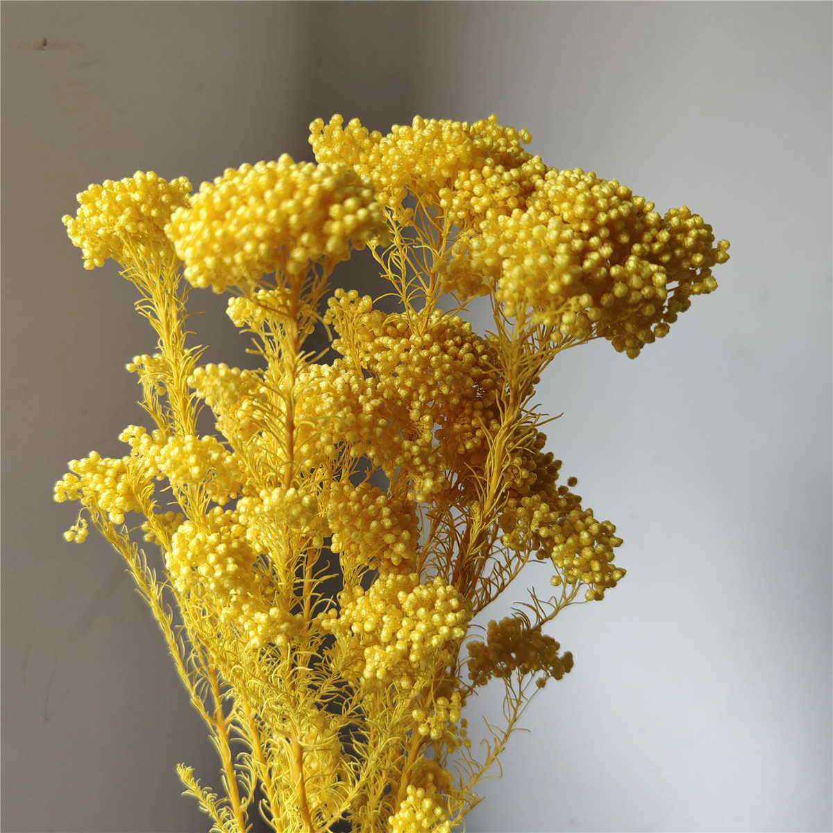 Jaune délavé