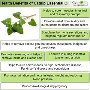 <span class=keywords><strong>Huile</strong></span> de Catnip (Nepeta Cataria) en vrac pour bain de bouche et dentifrice / <span class=keywords><strong>Huile</strong></span> essentielle de Catnip / <span class=keywords><strong>Huile</strong></span> de Nepeta Catnip - Product Image 4