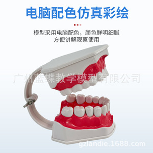แบบจำลองฟัน วัสดุพีวีซี สำหรับการสอนทางการแพทย์ในโรงเรียน - Product Image 4