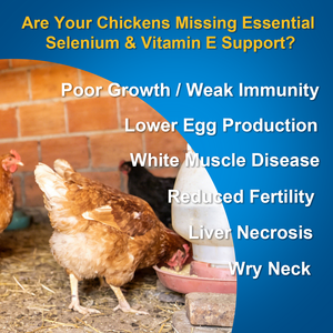 Factory Direct Natural <b>Liquid</b> Selenium & <b>Vitamin</b> E Supplement for Chickens - No Additives, Support Immunity & Egg Production - Product Image 4