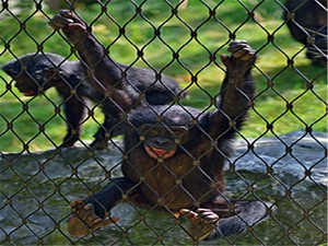 OEM Net amerika papağanı Aviary ağları Aviaries Metal papağan muhafaza Lwire eskrim büyük kuşlar Pet kafesleri Ss tel halat örgü - Product Image 4