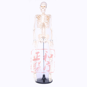 Modèle de squelette humain Masakazu, 85 cm, matériel pédagogique mobile pour les sciences médicales - Product Image 1