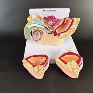 Modèle Anatomique Éducatif <span class=keywords><strong>D</strong></span>étachable du Système Urologique Masculin Humain : Vessie, Prostate, Intestin et Urination - Product Image 4