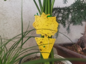 Mặt Trời Màu Vàng Hai Mặt Keo Côn Trùng Catcher Để Kiểm Soát Lỗi Trong Nhà Và Ngoài Trời - Product Image 6