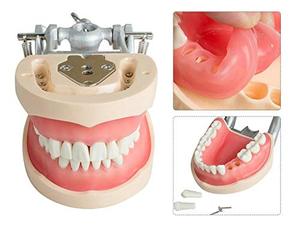 Gelsonlab HSDT-A10 estándar dientes desmontable modelo Dental suave goma de mascar dientes modelos de pantalla <span class=keywords><strong>para</strong></span> estudiantes de enseñanza estudio - Product Image 5
