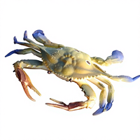 Vente flash - Figurines de crabes réalistes SL Models, jouets de simulation de la vie marine pour enfants, animaux unisexes, 21x11x3,5 CM