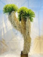 Mehrkopf-Kunstpflanze Dracaena Marginata Drachenblutbaum mit Echtem Aussehen im Topf für Heim, Hotel-Lobby, Büro und Innendekoration