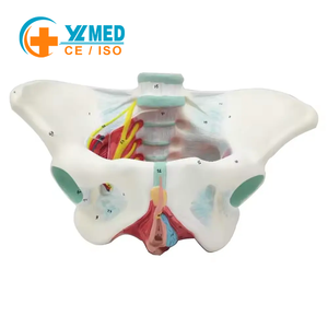 Modelo de Pelvis Femenina de Tamaño Real con Certificación CE/ISO, Recurso de Enseñanza de Ciencias Médicas, Enseñanza Anatómica para Demostraciones - Product Image 1