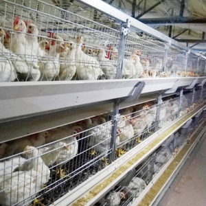 China Fabricated Fully Galvanized Battery <strong>Cages</strong> For Broilers Brooding <strong>Cage</strong> 4 Tiers 300 Chicks 60-80 Mature Birds Farm Poultry - Product Image 5