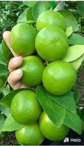 Limones sin semillas de Vietnam frescos Premium precios atractivos al por mayor productos agrícolas naturales de exportación de alta calidad - Product Image 2