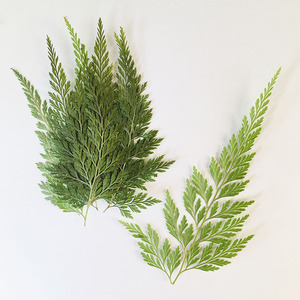 Feuilles <span class=keywords><strong>de</strong></span> <span class=keywords><strong>fougère</strong></span> vertes séchées naturelles, spécimen végétal pour l'artisanat DIY et les matériaux pédagogiques <span class=keywords><strong>de</strong></span> la maternelle - Product Image 2