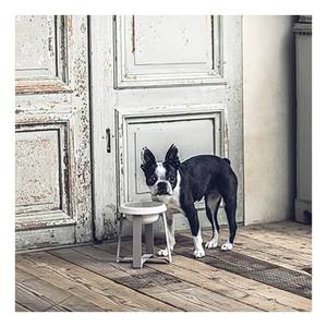 Wholesale Eco-Friendly Durable <b>Ceramic</b> Raised <b>Dog</b> Stand Elevated Cat Food Bowl Neck Protection for Small Large Pets Various - Product Image 1