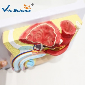 Modelo Anatómico de Pelvis Masculina en Sección Sagital de 1 Parte para la Enseñanza de <span class=keywords><strong>Urología</strong></span> y del Sistema Reproductor Masculino, con Certificaciones CE/ISO/ROHS/CNAS - Product Image 6
