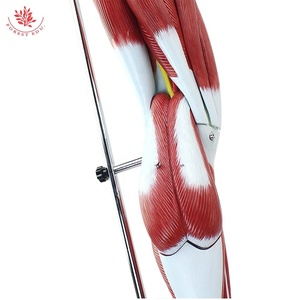 Músculos <span class=keywords><strong>de</strong></span> <span class=keywords><strong>la</strong></span> <span class=keywords><strong>pierna</strong></span> Disección Músculos del modelo <span class=keywords><strong>de</strong></span> extremidades inferiores Músculos del modelo <span class=keywords><strong>de</strong></span> Anatomía <span class=keywords><strong>de</strong></span> <span class=keywords><strong>la</strong></span> <span class=keywords><strong>pierna</strong></span> <span class=keywords><strong>humana</strong></span> - Product Image 5