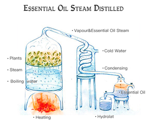 Olio di Ricino Naturale Puro Biologico HaiChuan Pressato a Freddo, Olio Vettore <span class=keywords><strong>Premium</strong></span> per Crescita dei Capelli e Cura della Pelle, OEM/ODM Cina - Product Image 6