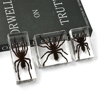 Spécimen de taxidermie de tarentule d'arts en résine fait à la main personnalisé Figurine en résine transparente pour la décoration de peur d'Halloween