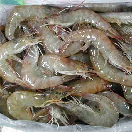 Udang Frozen Vannamei Shrimp Hoso Murah