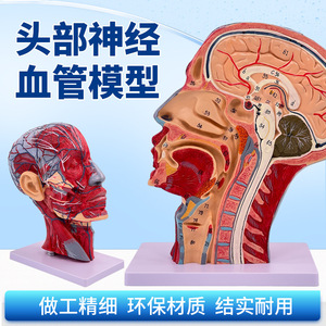 Human facial muscle, blood vessel and nerve anatomy model, sagittal section of the <b>head</b>, cosmetic, minimally invasive, medical - Product Image 2
