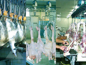 Pollo salasso vasca di raccolta per le piccole di pollo macellazione linea di - Product Image 4