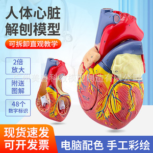 Modèle d'anatomie du cœur humain, échantillon de cœur à ultrasons Doppler couleur, modèle de cœur, modèle de structure cardiaque, agrandi 2 fois. - Product Image 1
