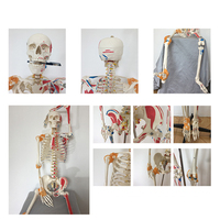 Modèle de squelette médical en PVC, 180 cm, vente en gros d'usine, bébés naturels, anatomie de couleur