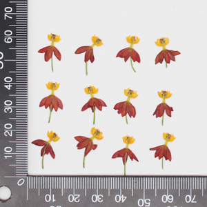Fiori Secchi Naturali Ecologici per Nail Art: Bloodflower, Milkweed, Butterflyweed, Dancing Flowers, Adesivi per Unghie - Product Image 6