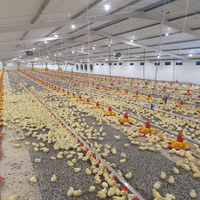 Construire des poulaillers 10000 Poulets élevage de volailles/Poulet de chair automatique à grande échelle Conception de ferme avicole