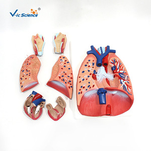 VIC3322 Modèle d'anatomie cardiaque et pulmonaire humaine, modèle du système respiratoire, modèle médical - Product Image 2