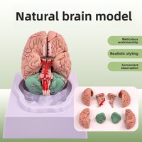 Modèle anatomique du cerveau avec tronc cérébral pour l'entraînement en neurologie