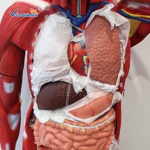 Modèle d'anatomie musculaire du corps entier masculin VICl102, 176 cm (29 pièces) - Product Image 2