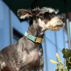 Nouvel Arrivage Collier pour Chien Ajustable en Velours Doux et Hypoallergénique, Style Gravé Anti-Perte, pour Chiens de Taille Moyenne ou Grande, Idéal pour la Promenade - Product Image 6