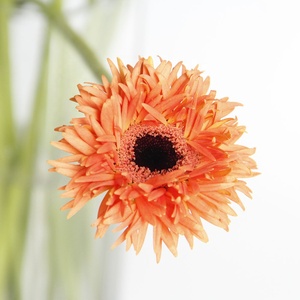 Flores de Gerbera para decoración del hogar, cortadas frescas de alta calidad, blancas, naranja, para boda y fiesta - Product Image 3