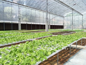 Système hydroponique agricole Système <span class=keywords><strong>de</strong></span> gouttière Nft pour salade <span class=keywords><strong>de</strong></span> laitue Culture en serre verte à feuilles - Product Image 5
