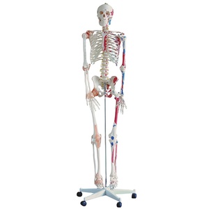 Modelo de Enseñanza de Músculos y Ligamentos, Modelo de Esqueleto Humano de 180 cm de Altura, Experimentos Científicos, Modelo de Huesos - Product Image 2