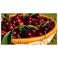 Collation aux fruits frais extra large sur mesure de la cerise moderne dernière qualité douce juteuse vitamine riche Compliment sain du Shandong