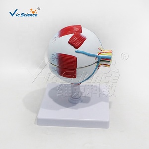 Modello Anatomico dell'Occhio Umano Ingrandito 3 Volte con 6 Parti per l'Insegnamento Medico - Product Image 5