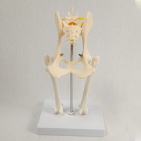 Modèle d'enseignement d'anatomie canine vétérinaire, modèle articulaire malade de chien, modèle d'articulation de la hanche de chien avec modèle de fémur