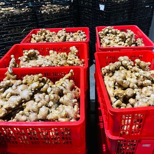 Gingembre frais naturel du Vietnam de haute qualité adapté aux marchés de la cuisine et du thé - Product Image 6