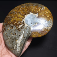 Cendrier en cristal d'ammonite naturel 150-200g, poli, artisanal, objets d'art fossile, cadeaux d'entreprise, décoration de bureau Feng Shui