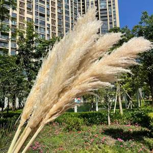 Herbe de la Pampa 2026 en gros, grande plume naturelle séchée et préservée, pour décoration bohème, mariage, fête des Mères, Noël, longue durée, 3-5 - Product Image 4