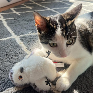 Giocattolo per Gatti UniLink QW006 in Peluche con Ali Vibranti e Suoni Simulati, Giocattolo Elettrico Intelligente a Induzione Tattile per Gatti - Product Image 5