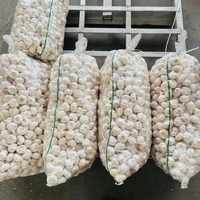 Nouveau 2025 Ail 5.5cm Taille 20ft Conteneur 10kg Carton Boîte Ail Blanc Emballé pour L'exportation