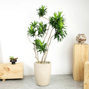 وعاء زرع دائري كبير جدًا من الإسمنت والطين على الطراز الاسكندنافي من Simple Green International لغرفة المعيشة، صنع في قوانغدونغ - Product Image 5