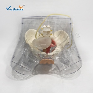Modèle d'entraînement à la cathétérisme féminin en PVC écologique, structure de l'urètre et de la vessie pour l'enseignement des opérations de cathétérisme en soins infirmiers CE/ISO/ROHS/CNAS - Product Image 4