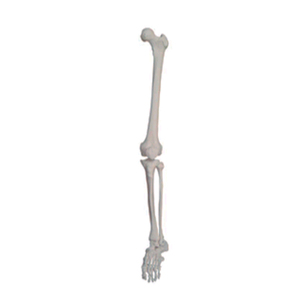 Vida tamaño extremidad <span class=keywords><strong>inferior</strong></span> modelo de esqueleto - Product Image 1