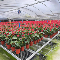 Serres agricoles multi-travées Hangdi Hebei en treillis métallique avec bancs roulants à flux et reflux en alliage d'aluminium pour légumes et fruits