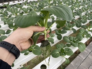 Cubo di Coltivazione in Schiuma Fenolica Piccola ad Alto Spazio Poroso e Alta Ritenzione Idrica per Coltivazione di Ortaggi in <span class=keywords><strong>Serre</strong></span> Agricole - Product Image 4