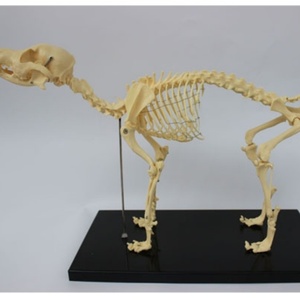 Modelo avanzado de <span class=keywords><strong>esqueleto</strong></span> de perro, <span class=keywords><strong>esqueleto</strong></span> de PVC, para enseñar - Product Image 2